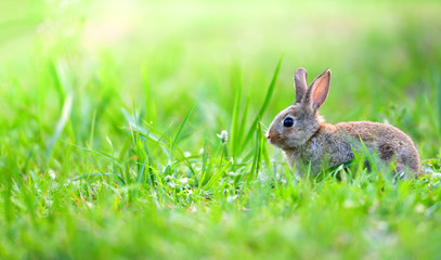 Cute rabbit sitting on green field spring meadow