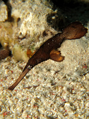 Robust Ghost Pipefish (Solenostomus cyanopterus). Takin in Red Sea, Egypt.