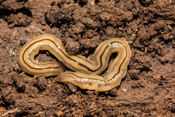 Hammerhead Flatworm (Bipalium kewense) - obrazy, fototapety, plakaty