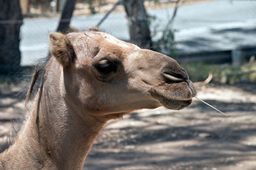 Obraz premium this is a close up of a dromedary camel