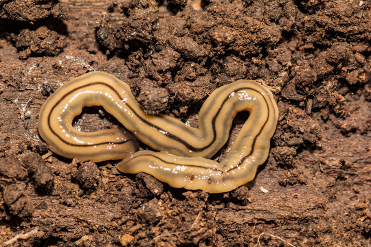 Hammerhead Flatworm (Bipalium kewense)