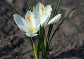 Blossoming of white spring large-flowered crocuses in a garden