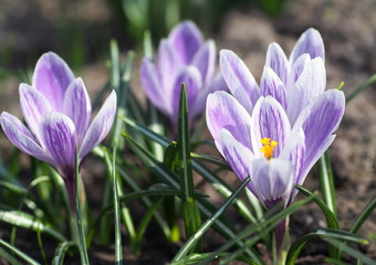 Blossoming of violet spring large-flowered crocuses in a garden