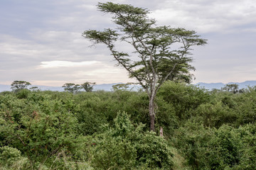 Obraz premium Landscape in Queens Elizabeth