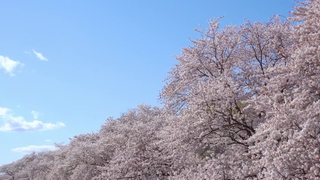 4K・桜
