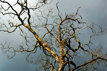 Side lit striking bare tree stands against a dark dramatic sky.