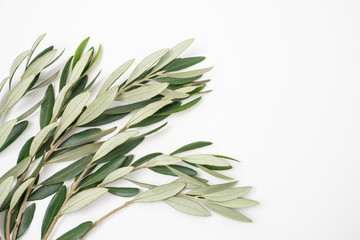 Olive branch flat lay on white background