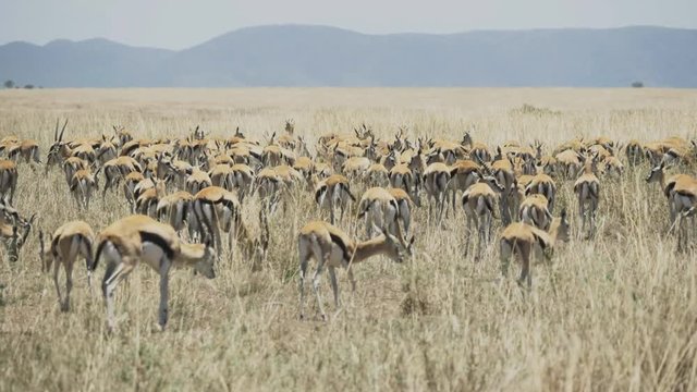 a 4K 60p medium angle clip of a gazelle herd wagging their tails at serengeti national park in tanzania