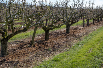 Fototapeta na wymiar Kent apple orchards 