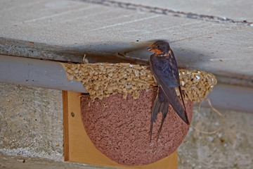 Hirondelles rustiques © Patrick