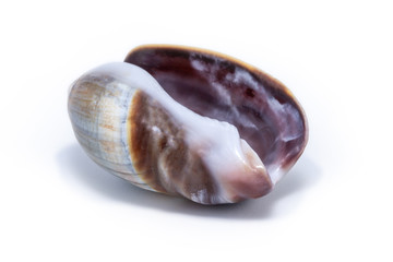 small sea shell of blue and gray tones.