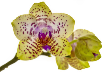 Orchidee