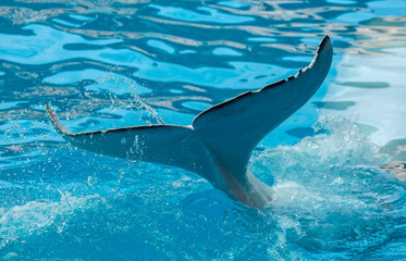 Tail of a big white dolphin in the pool