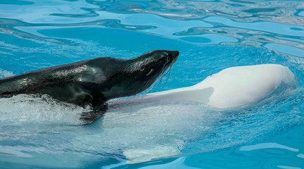 Fur seal swims on a white dolphin in the pool