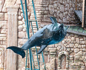 Dolphin jumps from the pool in the park