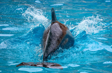 Dolphin's tail over the water