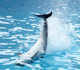 Dolphin's tail over the water