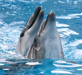 Two dolphins cuddle in the water