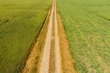 Fototapeta na wymiar A dirt road between the fields of wheat and peas.
