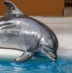 Dolphin portrait over the water