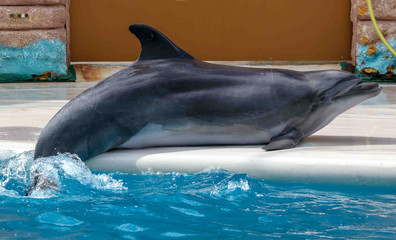 Dolphin portrait over the water