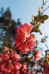 Japanese quince flowers