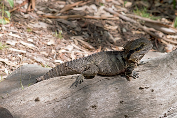 this is a side view of a  water dragon lizard