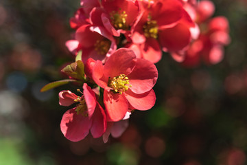 Japanese quince flowers