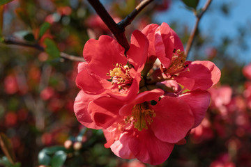 Japanese quince flowers