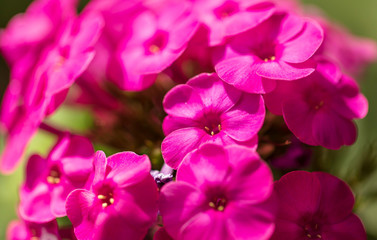 Fototapeta na wymiar Pink flower grows in nature