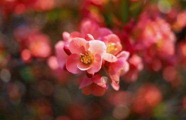 Naklejka na ściany i meble Japanese quince flowers