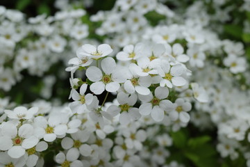 春の白い花々