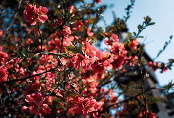 Japanese quince flowers