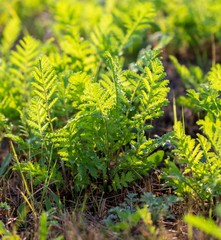 Green grass on nature as background