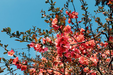 Japanese quince flowers
