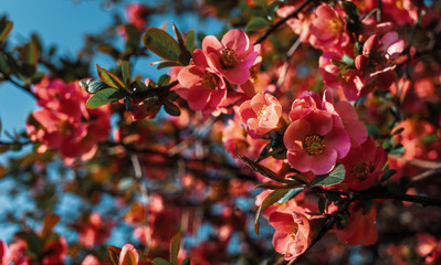 Japanese quince flowers