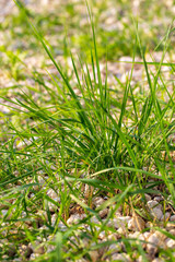 Green grass on nature as background