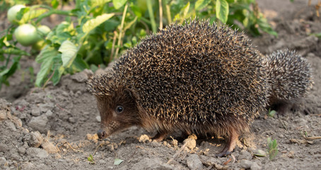 Hedgehog on a walk with my mother, nature in the forest