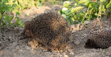 Hedgehog on a walk with my mother, nature in the forest