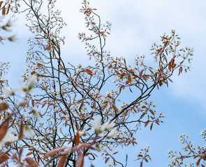 Blossom tree against a blue sky