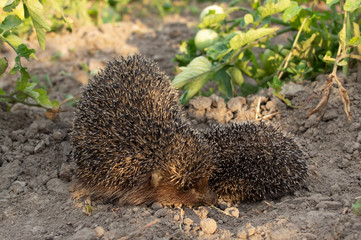 Hedgehog on a walk with my mother, nature in the forest