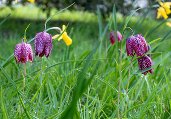 Snakes head fritillaries and wild daffodils