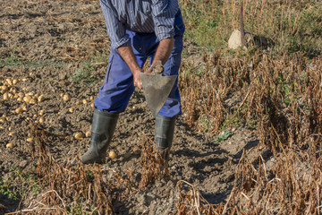 Agricultor, recogiendo patatas en huerto