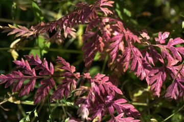 Planta de hojas rojas con fondo de hojas verdes