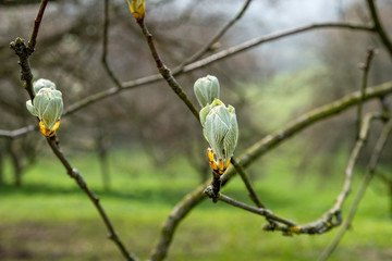 Horse chestnut buds on a tree branch