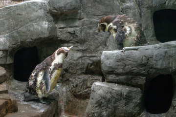 The pair of penguins (spheniscus humboldti) communicated on a rock. Two funny penguins on a rock.