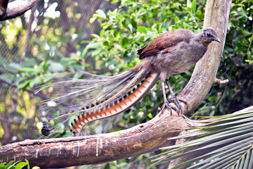 a lyre bird on a branch