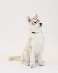 Obraz premium Cute Puppy