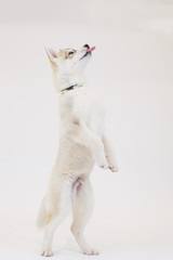 Cute Puppy