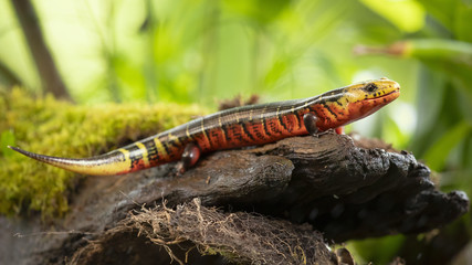 Diploglossus monotropis. This species is found in the humid Atlantic lowlands of southern Nicaragua, Costa Rica, and western Panama. IUCN Red List. Costa Rican rainbow stripe galliwasp